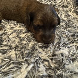 Shaded Red Male 2 - Red male Dachshund puppy in Mc Donough, Georgia from Doxie Gang