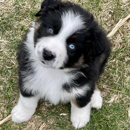Australian Shepherd Puppies from Highland Haven Australian Shepherds