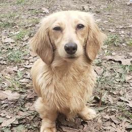 Princess - Dachshund