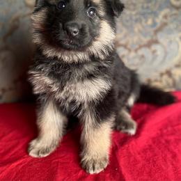 Red collar girl - Black and red female German Shepherd puppy in Coleta, Illinois from Four Leaf Farm- Vom Vierblättriges Bauernhof