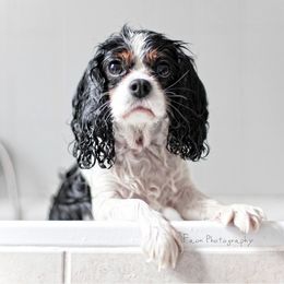 Cavalier King Charles Spaniel All Grown Up from Phoenix Cavaliers - Cavalier King Charles Spaniels