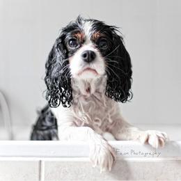 Cavalier King Charles Spaniel All Grown Up from Phoenix Cavaliers - Cavalier King Charles Spaniels
