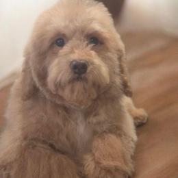 Apple pie - Apricot female Goldendoodle puppy in North Royalton, Ohio from Johnson's Doodles
