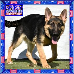 SPIRIT - Black and red male German Shepherd puppy in Murrieta, California from Diamond Oaks German Shepherds