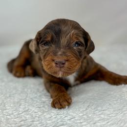 Chai - Chocolate merle male Bernedoodle puppy in Fleming, Colorado from Vandenbark Doodles