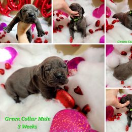 Cane Corso Puppies from Elite Empire Cane Corso
