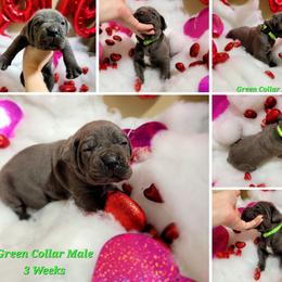 Cane Corso Puppies from Elite Empire Cane Corso