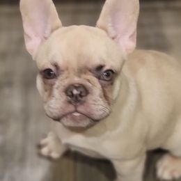 French Bulldog Puppies from Diamond Trixies French Bulldogs