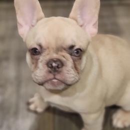 French Bulldog Puppies from Diamond Trixies French Bulldogs