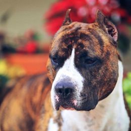 Bowery - American Staffordshire Terrier