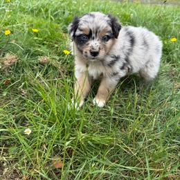 Sage - Blue merle female Australian Shepherd puppy in Otis, Oregon from Heritage Hill Aussies
