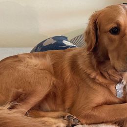 Golden Retrievers from Glorious Austin Goldens