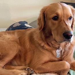 Golden Retrievers from Glorious Austin Goldens