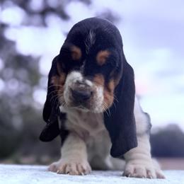 Olive - Black brown and white female Basset Hound puppy in Springfield, Missouri from Baylee’s Bassets