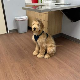 Aussiedoodle and Goldendoodle Puppies from Gray Doodles