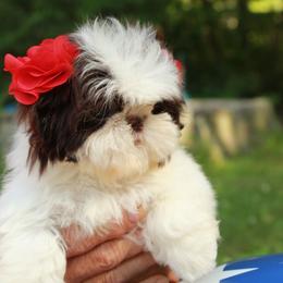 Majesty's Shih Tzu Gia - Liver and white female Shih Tzu puppy in Douglas, Massachusetts from Majesty’s Shih Tzus