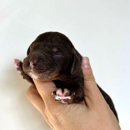 Boy 3 - Brown white and tan male Cockapoo puppy in Egg Harbor City, New Jersey from Grace Given Cockapoos (GGC)