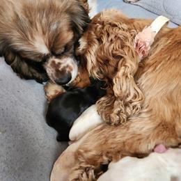 Cockapoo, Cocker Spaniel, Dalmatian, and Poodle Puppies from Child's Canine Companions