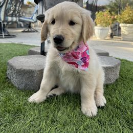 Golden Retriever Puppies from Brody's Golden Retriever Puppies