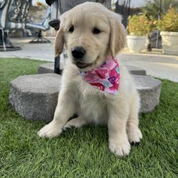 Golden Retriever Puppies from Brody's Golden Retriever Puppies