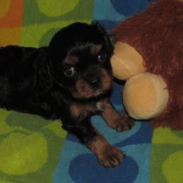 Black and tan girl - Black and tan female Cavalier King Charles Spaniel puppy in Harvard, Illinois from Lori's Cavalier King Charles Spaniels & Dachshunds