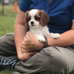 Cavalier King Charles Spaniel and Xoloitzcuintli Puppies from Kingslee Cavaliers