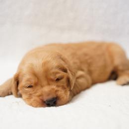 Golden Retriever Puppies from Dixie Goldens