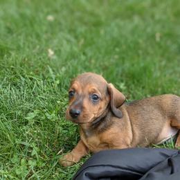 Dachshund Puppies from Iowa Dachshunds