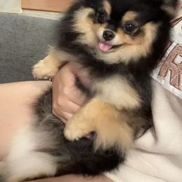 Bella luna - Pomeranian