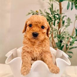 Tommy - Caramel male Labradoodle puppy in Bruceton Mills, West Virginia from Adonai Ra'ah Farms