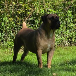 Freedom Gunner - Fawn male Boerboel puppy in Naples, New York from Freedom Boerboels LLC