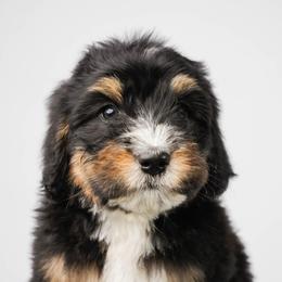 Snow - Tri-color female Bernedoodle puppy in Glendale, Arizona from Arizona Bernedoodles