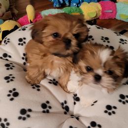 Shih Tzu Puppies from JuJenn Shih Tzus