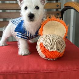 Boy 3 - White male West Highland White Terrier puppy in Scurry, Texas from Karen Williams's West Highland White Terriers