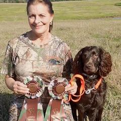 Boykin Spaniel All Grown Up from DrWatson Boykin Spaniels