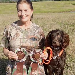 Boykin Spaniel All Grown Up from DrWatson Boykin Spaniels