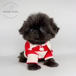 Qtee - Brindle and white male Shih Tzu puppy in League City, Texas from Divine Pups