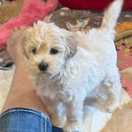 Australian Labradoodle Puppies from Golden Xpress Labradoodles