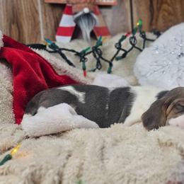 Shimmer - Blue tan and white female Basset Hound puppy in Valley, Washington from Peaceful Valley Paws