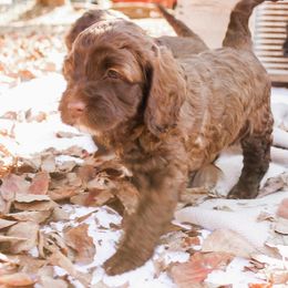 Percy - Australian Labradoodle