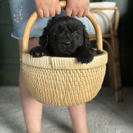 Light blue - Black Newfoundland puppy in Great Falls, Montana from True North Newfoundlands