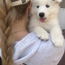 Samoyed Puppies from Sugar Sweet Samoyeds