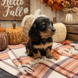 Buck - Black and tan male Dachshund puppy in Lufkin, Texas from Dixie Chic Frenchies & Dachshunds