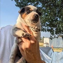 Boy 3 - Blue mottled male Australian Cattle Dog puppy in Choctaw, Oklahoma from Karen Elliott