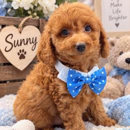 Max - Red  male Goldendoodle puppy in Cooper City, Florida from Jenny La Bone