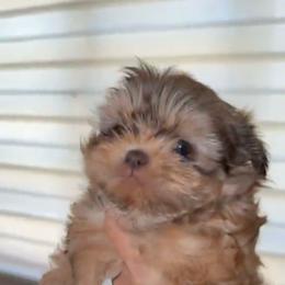 Betty - Gold and white female Shih Tzu puppy in Azusa, California from RJ Shih Tzu lover