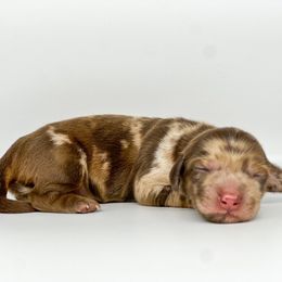 S'mores - Dapple female Dachshund puppy in West Palm Beach, Florida from TheFrenchieVille