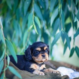 Cavalier King Charles Spaniel Puppies from Tsarevich Goldens and Cavaliers