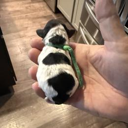 Miss Green - Black and white female Cavapoo puppy in Nampa,, Idaho from Clig Doodle Days