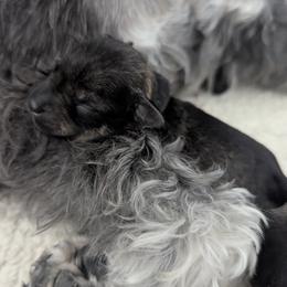 Blue Collar - Salt and pepper male Miniature Schnauzer puppy in Peoria, Arizona from Hall Miniature Schnauzers